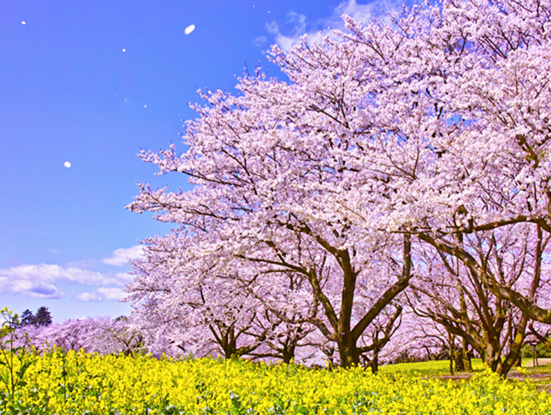Experience the Magic of Spring: Celebrate Hanami, Japanese Cherry Blossom Season