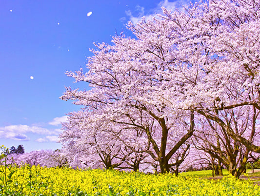 Experience the Magic of Spring: Celebrate Hanami, Japanese Cherry Blossom Season